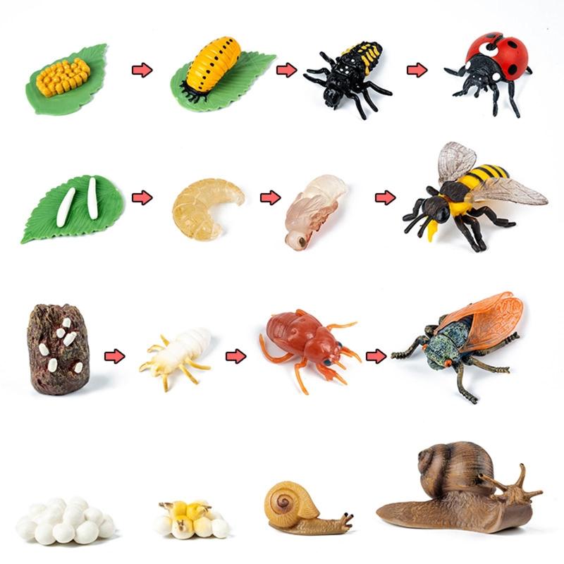 for Frog Animal Life Cycle Model Desktop Decoration Educational Development Toys Realistic Appearance Stimulate Interest