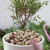 Skull Simulation Medium Set: Creative Flower Pot & Micro Landscape Paving Stone Ornaments.