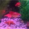 1PC Artificial Aquarium Decoration Glowing Effect Goldfish Fish Tank Ornament Decor