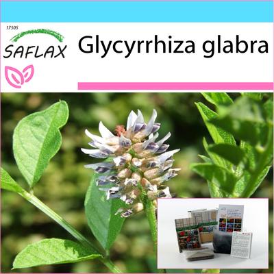 Gift Set - Liquorice - 30 Seeds - With Gift Box, Card, Label and Potting Substrate - Glycyrrhiza Glabra