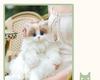 Plush Cat Backpack - Bionic Kitten Doll Toy Gift for Girls' Birthdays