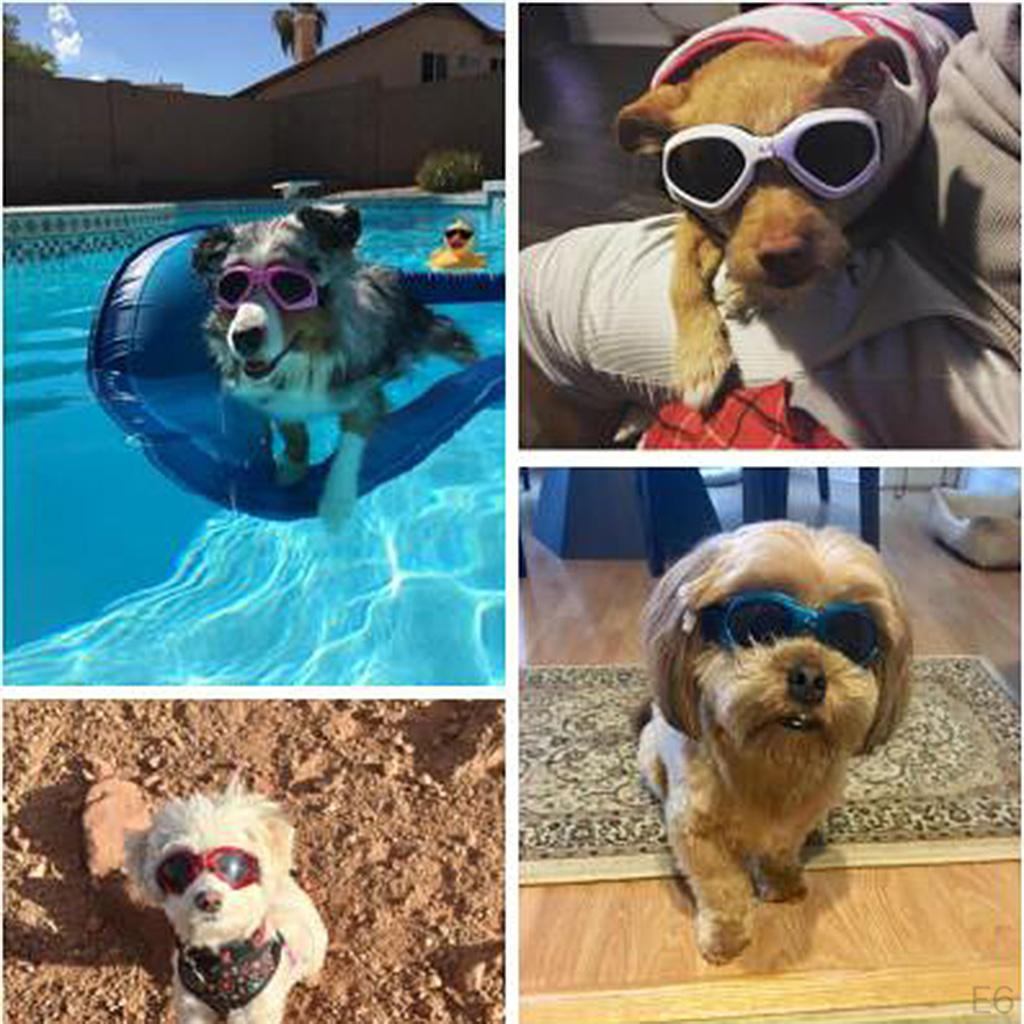 Medium Dogs Goggles Sunglasses