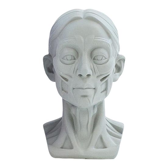 Generic Planar Head Model for Drawing Resin Skull Sculpture with Detailed Muscle Structure Art Study Tool for Sketching Anatomy Learning