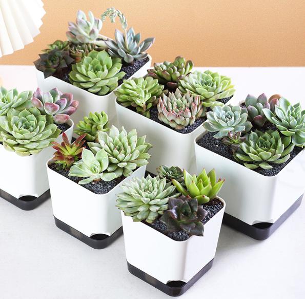 Household Desktop Plastic Flowerpot For Planting Plants