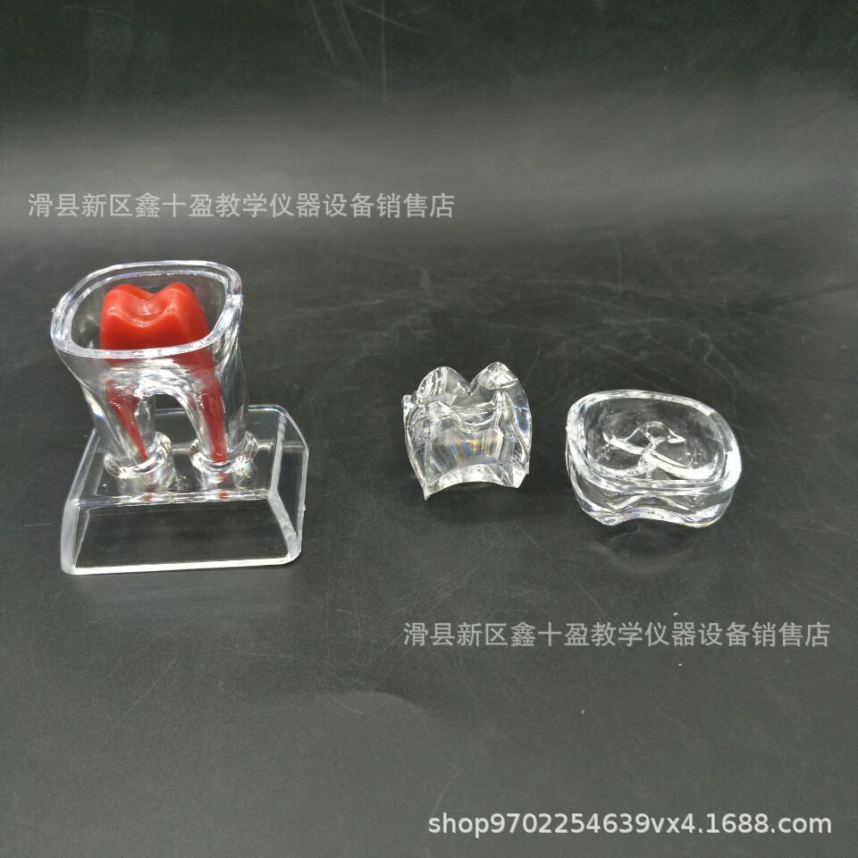 Enlarged Detachable Luminous Tooth Model for Oral Anatomy & Doctor-Patient Communication