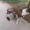 Large Dog Wheelchair for Hind Limb Rehabilitation Training Walking for Teddy Aid for Paralysis Spondylitis Mobility Assistance
