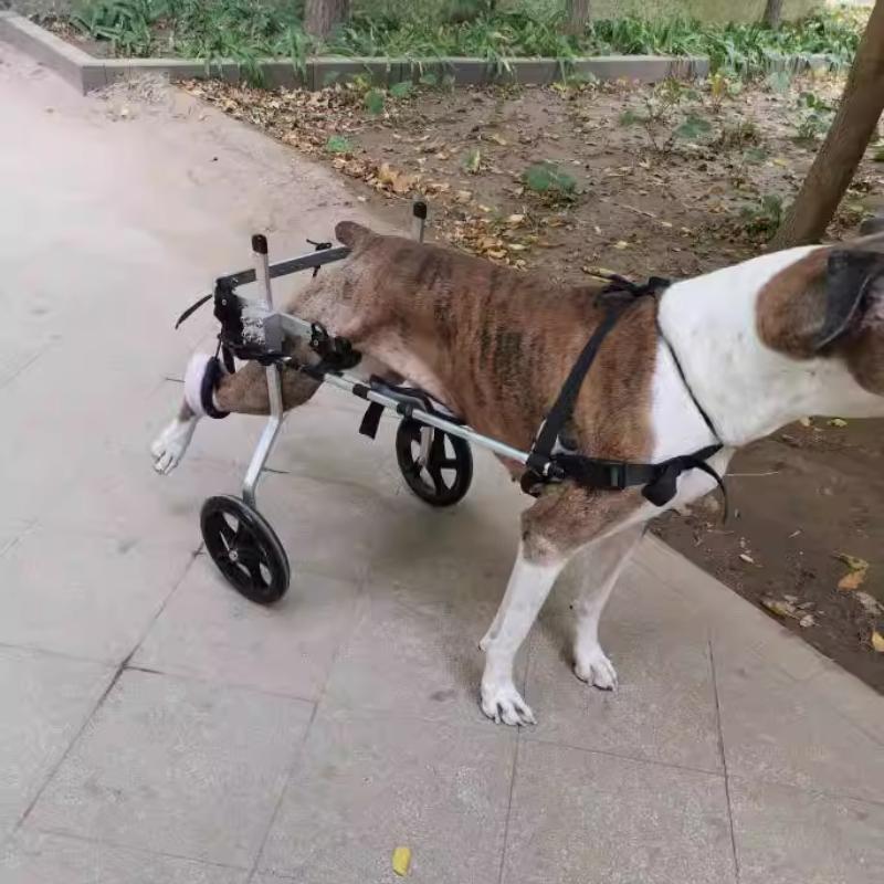 Large Dog Wheelchair for Hind Limb Rehabilitation Training Walking for Teddy Aid for Paralysis Spondylitis Mobility Assistance
