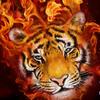 Plná 5D DIY diamantová malba <Tygr> Diamantová výšivka Plná křížková výšivka Domácí dekorace Ručně vyrobený dárek
