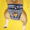 Washable Pet Sanitary Shorts Soft Elastic Pet Anti Harassment Pants  Household Pet Use