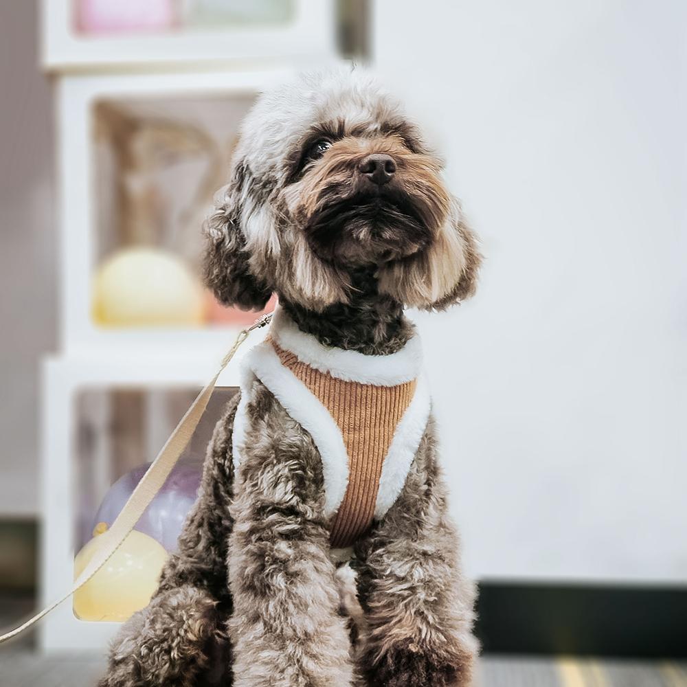 Winter Warm Honden Tuig Lijn Set Puppy Kat Vest Voor Kleine Middelgrote Honden Chihuahua Yorkie Tuigen Met Bijpassende Lijn