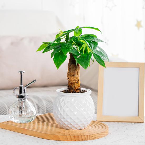 Self Watering Flowerpot with Transparent Bottle And Water Level View Self-Absorbing Cotton Rope Planter Double-Layer Flower Pot for Indoor Plants And