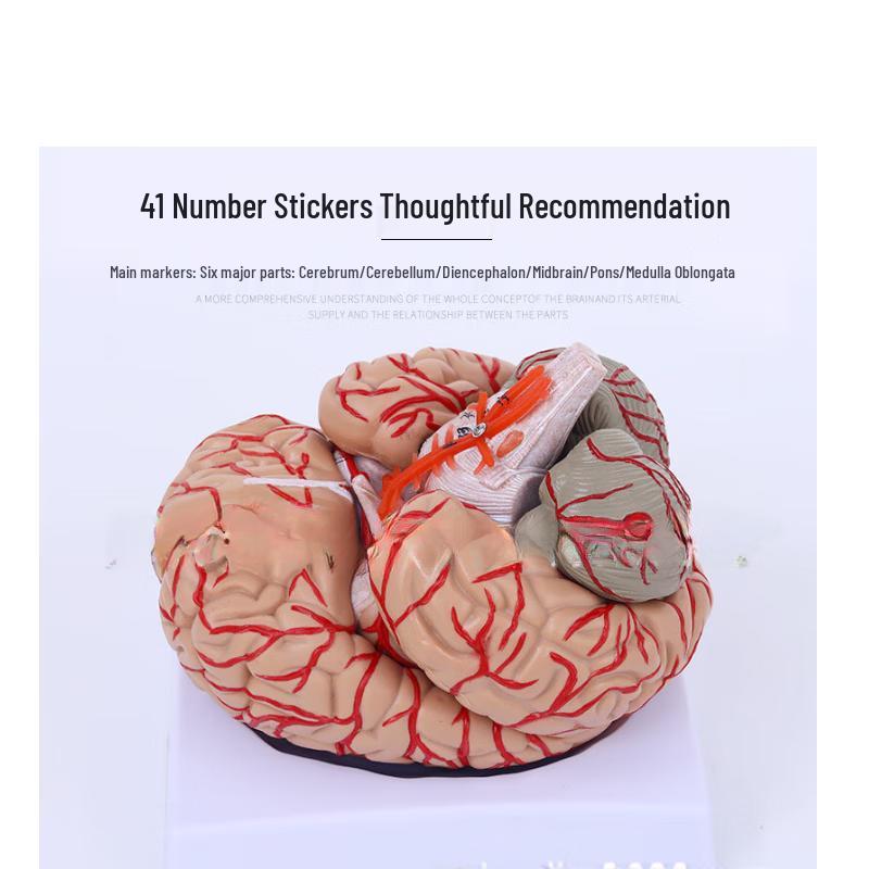8-Part Human Brain Anatomy & Vascular Model