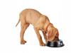 Dog Bowl Two Paws 30 (100) Gab_A