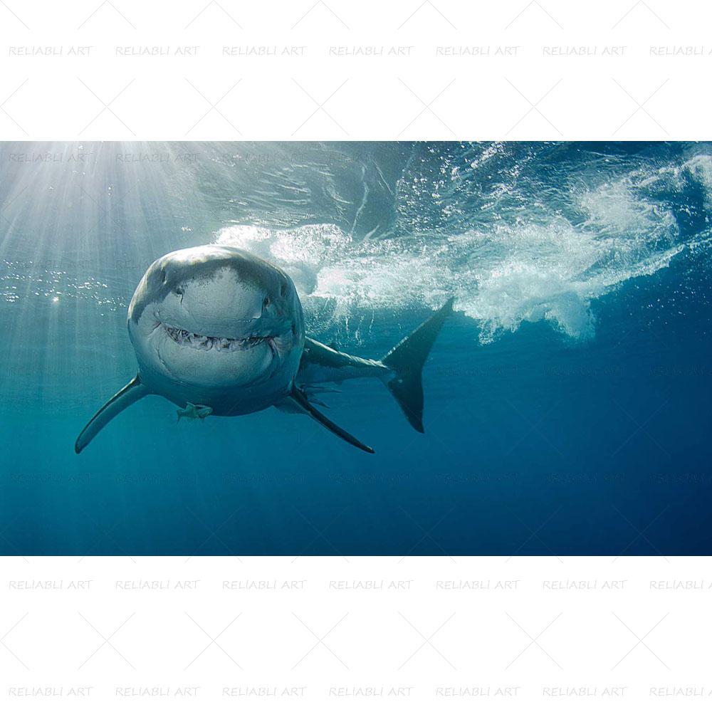 Shark Sea Animal Posters Wall Art Pictures for Living Room Modern Canvas Prints Cuadros Home Decorative Painting NO FRAME