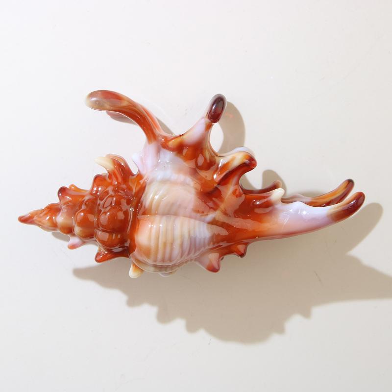 

1Pcs Shark Clip Hair Claw Painted Conch Hairpin Colorful Must-have Accessory for Summer Beach Hair Styles