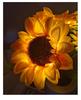 Sunflower Night Light: Rechargeable LED Bedroom Decoration Atmosphere Lamp, Ideal Birthday Gift for Girls.