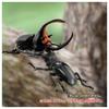 TAKARA TOMY AniA AL-38 Giraffe Stag Beetle Animal Toy for Ages 3 and Up