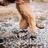 4Pcs Dog Boots Waterproof Puppy Shoes Soft-Soled Anti-Skid Breathable Paw Protectors Pet Shoes Indoor Outdoor Dog Boots