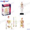 4D Human Anatomy Model: Brain, Heart, Eye, Ear, Pelvis, Knee, Muscle
