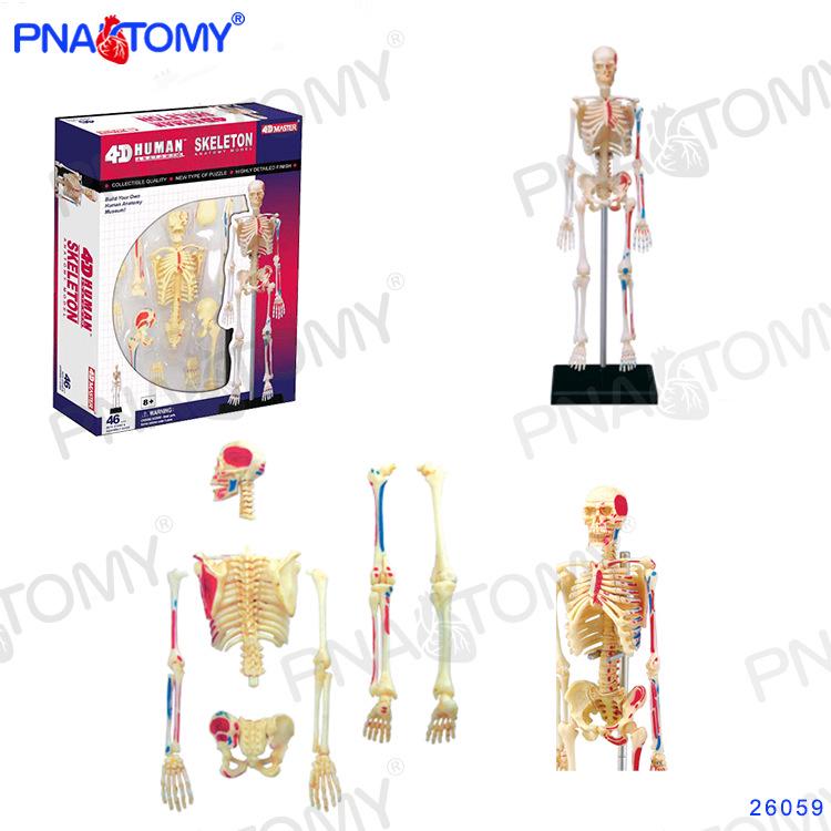 4D Human Anatomy Model: Brain, Heart, Eye, Ear, Pelvis, Knee, Muscle