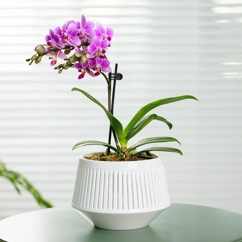 Breathable Double-Layer Root Control Flower Pots Set
