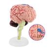 1pc Disassembled Anatomical Human Brain Model Medical Teaching Tool Toy