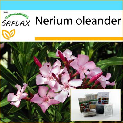 Set regalo - Oleandro - 50 semi - Con confezione regalo, biglietto, etichetta e substrato per vaso - Nerium oleander
