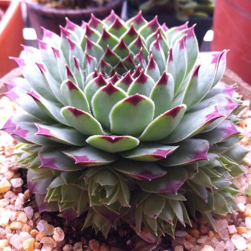Clump-Forming Multi-Head Tie Guan Yin Succulent for Indoor or Balcony Decor