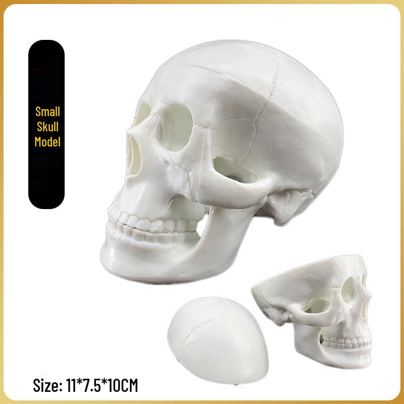 Artistic Skull Model: Standard Color-Coded Cranium Specimen for Medical Use