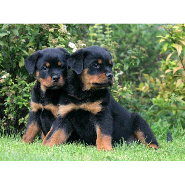 Pictură cu diamant 5D DIY câine drăguț animal de companie cu punct de cruce broderie cu diamante mozaic animal foraj complet rotund