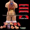 55CM Human Anatomy Hermaphrodite Torso Model with 19 Removable Parts