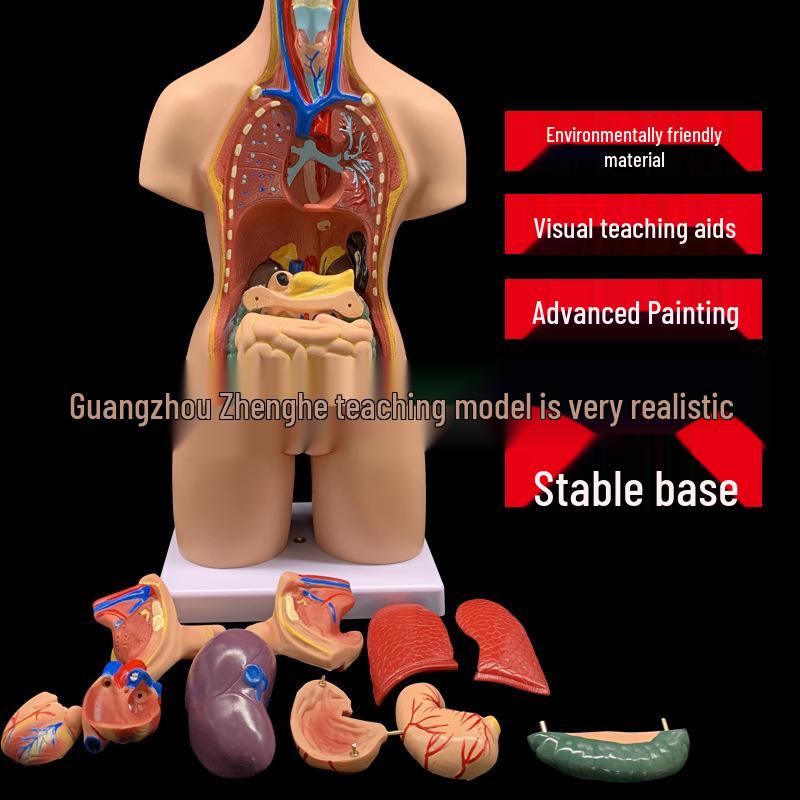 55CM Human Anatomy Hermaphrodite Torso Model with 19 Removable Parts