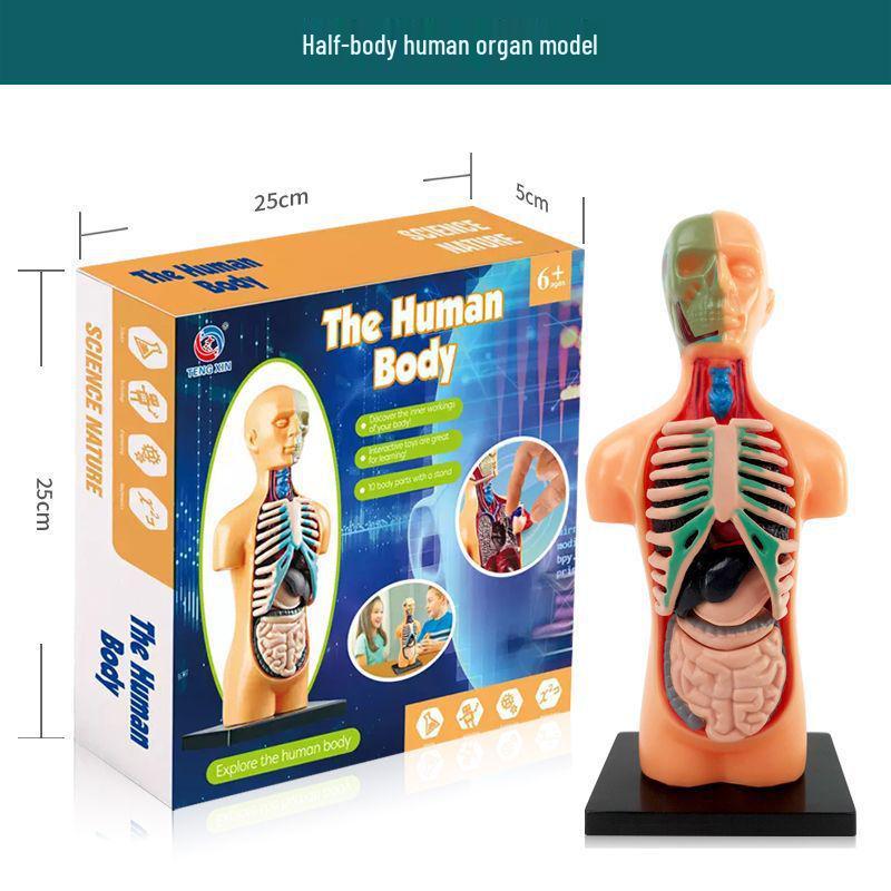 DIY Human Anatomy Model Kit: Educational Puzzle with Skeleton and Organs for Science Experiments and Learning