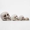 Halloween Skull Head Decor Plastic Realistic Human Skull Figurine for Graveyard Scene Haunted House Bar Home Table Decorations