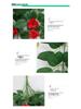 Artificial Rose Vine Hanging Plant for Indoor Decor