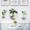 Wall Mounted Spherical Glass Vase Hydroponic Plant Glass Bottle Home Decoration Microlandscape Container for Home Decor
