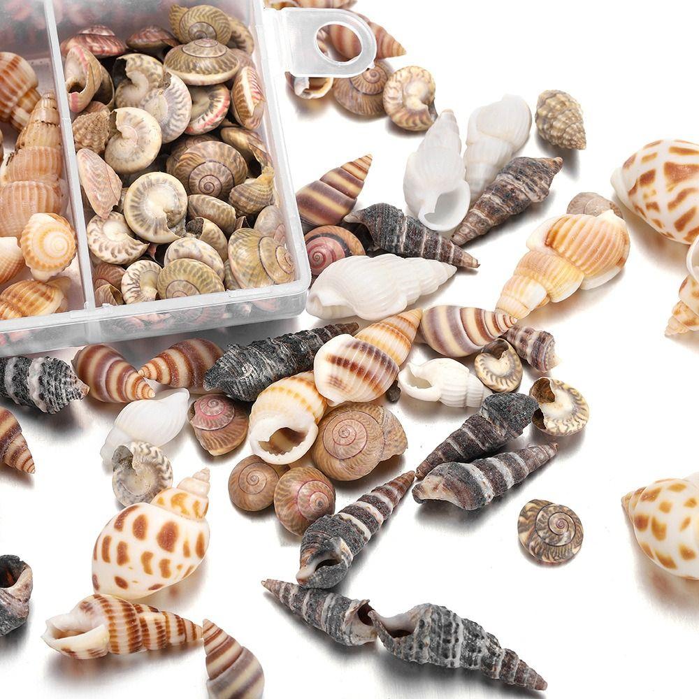 Shell Pendant Natural Sea Shells Non Porous Scallop Mini Conch Home