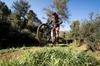 Continental Dubnital Race Rapid 29 X FB MTB Tire 2.20