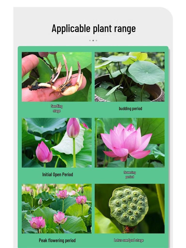 Lotus Nutrient Solution & Fertilizer for Hydroponic and Soil-Based Lotus Ponds and Bonsai Pots