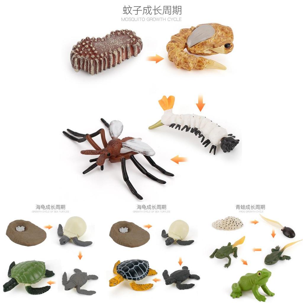 Animal Model Set Pvc Collectible Insect Bird Reptile Amphibian For Education And Display