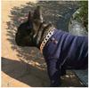 Dog Collar Chain Gold Gold Plated Size S