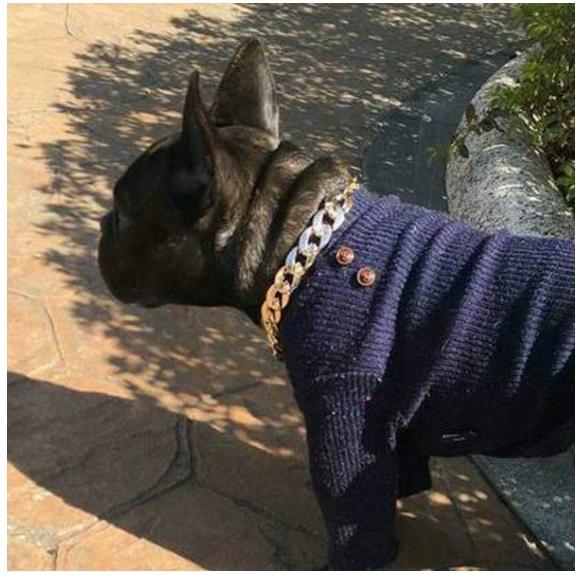 Dog Collar Chain Gold Gold Plated Size S