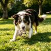 Cães – Brinquedos para cães