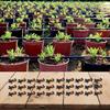 Sprinkler Nozzle Agricultural Greenhouses For Home Gardens G-Type