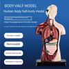Plastics Human Torso Anatomy Model DIY Mannequin Kid Skeleton Model  Birthday Kids Gift