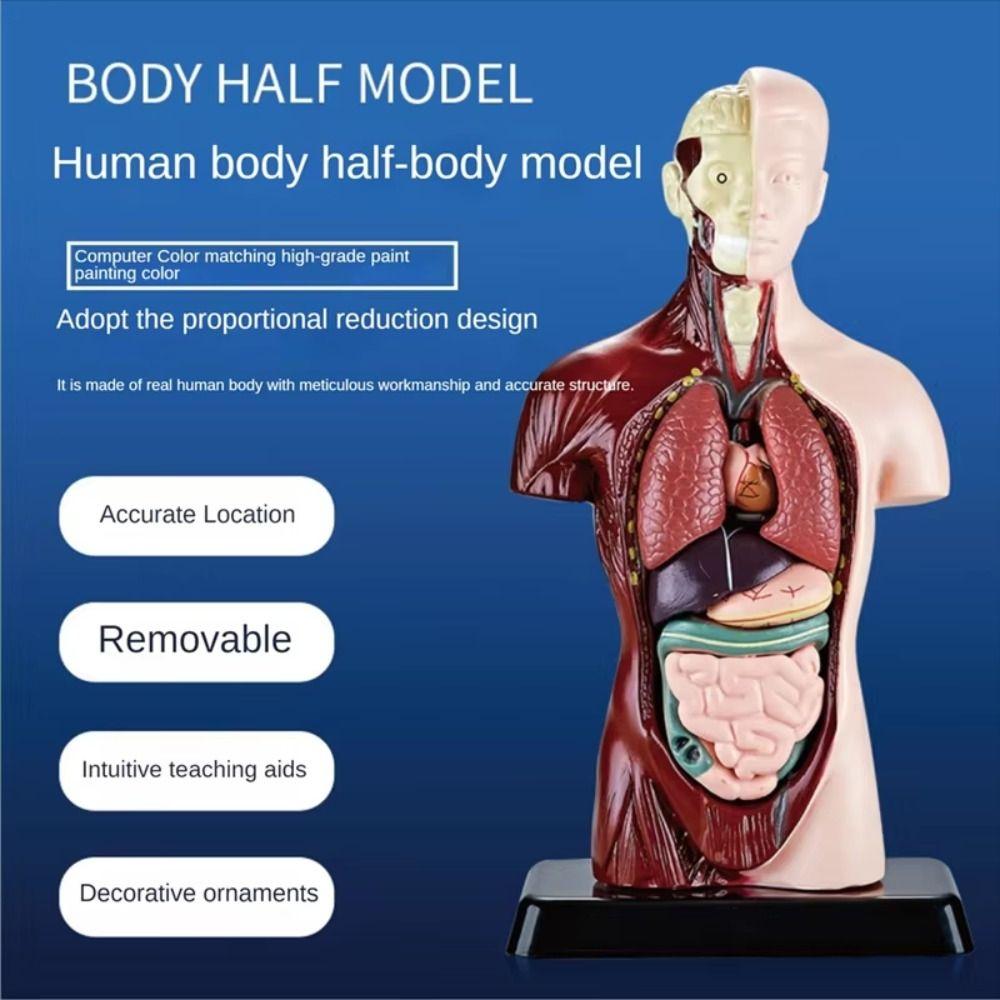 Plastics Human Torso Anatomy Model DIY Mannequin Kid Skeleton Model  Birthday Kids Gift