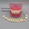 Removable Adult Dental Model M7008: Full Mouth with Extractable Teeth for Oral Teaching.