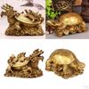 Shui Tortoise Statue Figurine Coin Wealth Ornament