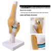 Human Knee Joint Model for Orthopedic Teaching and Display
