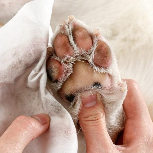 Laughing Charlie Dog Soothing Foot Cleanser, Korean Pet Shampoo
